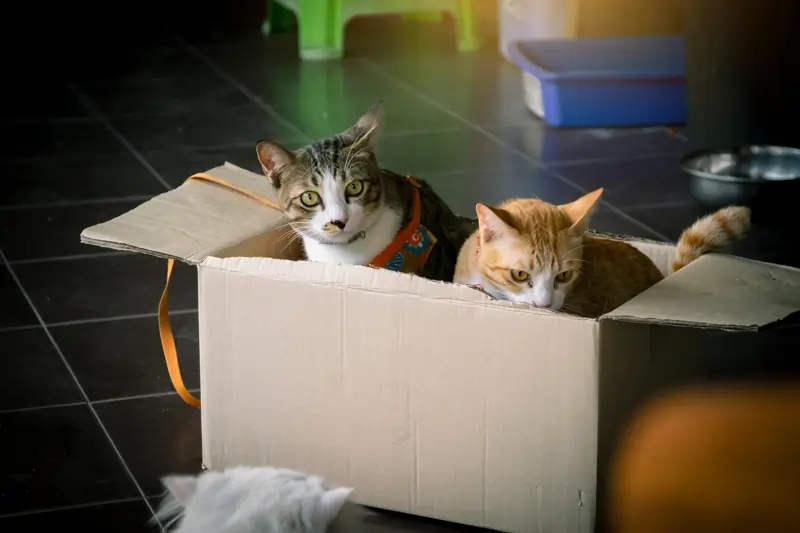 umzug-mit-katze image stressfreier Umzug mit Katze
